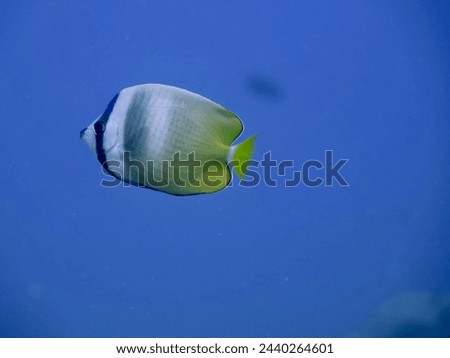 Butterfly fish on a blue background. A butterfly fish swims in the water column in a tropical sea.                               
