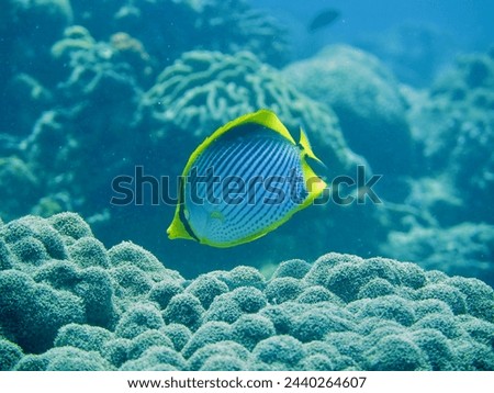 Butterfly fish on the background of a coral reef. A butterfly fish swims in the water column among corals in a tropical sea.                                Royalty-Free Stock Photo #2440264607