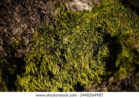 A serene close-up of vibrant green moss adorning the textured bark of a tree, capturing the essence of nature's tranquility and beauty