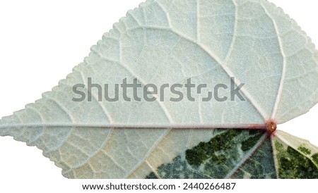 Close up of a Thespesia Populnea Variegated leaf showing the  scaleton.use for background or texture Royalty-Free Stock Photo #2440266487