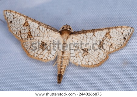 Collinsa subcostalis, a tropical leaf moth.
