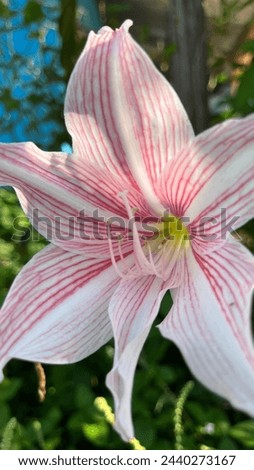 Lilies or lilium have a beautiful appearance and beautiful meaning. This flower is abundant in highland areas. The lilies are still fresh on the stems, white and pink in color.