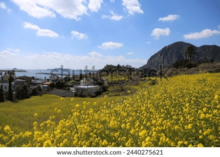 A feast of yellow rape flowers spreads out along the coast, spread out like a picture on the terraced terrain.
