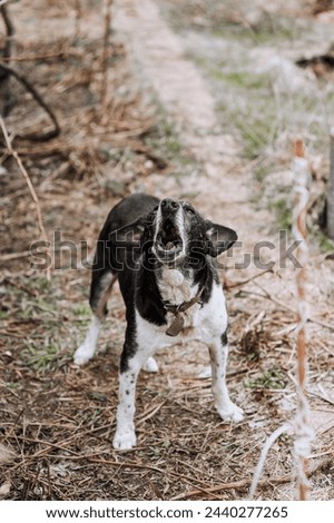 An old black and white aggressive mongrel dog with a collar barks outdoors. Animal photography, portrait.