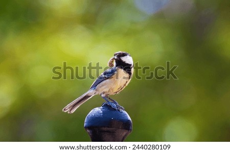 The great tit (Parus major), small passerine bird with worm on park in Assos (Behramkale), Turkey