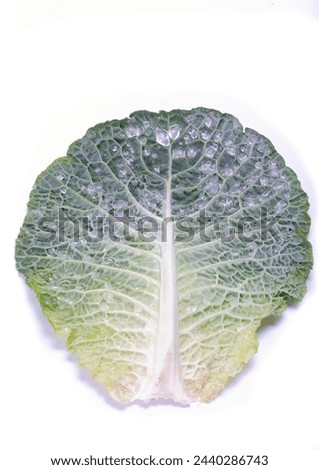 A closeup photo of a cabbage leaf on a white surface, showcasing the intricate symmetry and vibrant green color. This leaf vegetable is a terrestrial plant and a natural food source