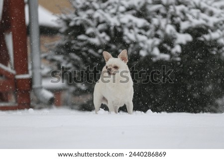 Chihuahua dog in the snow