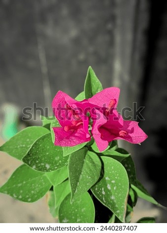 Bougainvillea Vibrant Blooming Vine That Climbs Stock Photo...This the best flower photography 