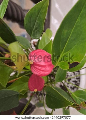 Anthurium andraeanum (Flamingo Flower). This is beautiful red flower. Best popular and expensive flower in the world. Royalty-Free Stock Photo #2440297577