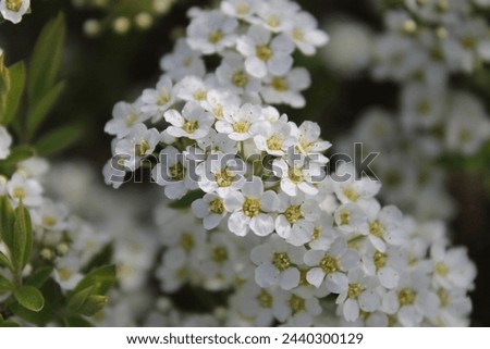 The Bridal Wreath shrub in bloom (Spirea arguta) Royalty-Free Stock Photo #2440300129