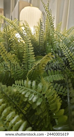 Close up of lush green ferns in an indoor plant box, blurred background, high resolution photography, professional color grading, soft shadows, no contrast, clean sharp focus, focus stacking