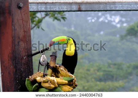 Keel-billed toucan and Costa Rica eating bananas from post with green polka forest background