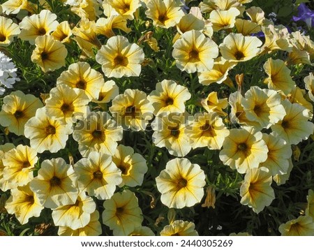 Petchoa Hybrida Beautical, French Vanilla, large showy flowers, light yellow blossoms with veins, close up. Intergeneric hybrid BeautiCal® is an ideal combination of Petunia and Calibrachoa traits. Royalty-Free Stock Photo #2440305269