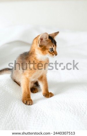 Small little newborn kitty, wild-colored kittens of Abyssinian cat breed lie, sleep sweetly on soft white blanket in bed. Funny fur fluffy kitty at home. Cute pretty brown red pet pussycat, blue eyes. Royalty-Free Stock Photo #2440307513