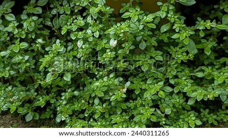 Pilea microphylla is a small shrubby plant that grows in moist places covering the soil with very fast growth. Also known as angeloweed and artillery plant.  Royalty-Free Stock Photo #2440311265