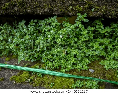 Pilea microphylla is a small shrubby plant that grows in moist places covering the soil with very fast growth. Also known as angeloweed and artillery plant.  Royalty-Free Stock Photo #2440311267
