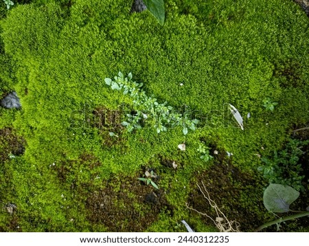 Pilea microphylla occurs among wet mosses attached to the soil in humid environments. Also known as angeloweed and artillery plant. Royalty-Free Stock Photo #2440312235