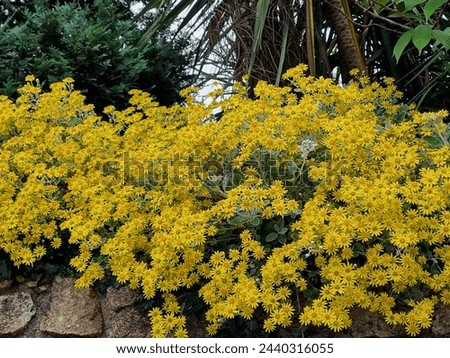 Yellow flowers of Brachyglottis greyi, also called Senecio greyi, with the common name daisy bush Royalty-Free Stock Photo #2440316055