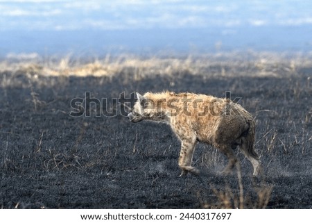 Hyena at Masai Mara, Kenya