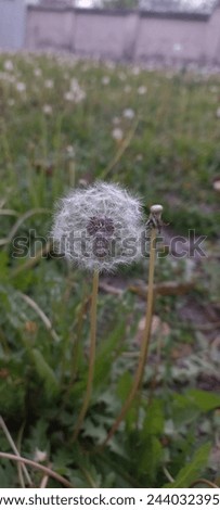 Dandelion picture at evening time describes the beauty of nature...