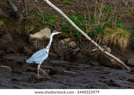 The eastern great egret, a white heron in the genus Ardea, fishing at lake