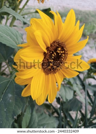 In the picture, a vibrant sunflower stands tall against a blue sky backdrop, its golden petals glowing in the sunlight. Bees buzz around its center, drawn to its sweet nectar. 