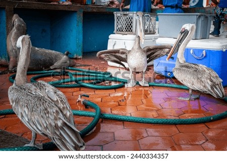 Pelicans at the fish market, Santa Cruz Galapagos Islands, Ecuador