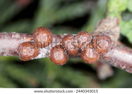 Fletcher scale, Arborvitae soft scale, Thuja soft scale (Parthenolecanium fletcheri (Cockerell) (Hemiptera: Coccidae). Insects on the thuja shoot in the garden. Royalty-Free Stock Photo #2440343015