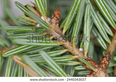 Green striped fir aphid (Cinara pectinatae) on fir (Abies alba) twig with needles. Winged and wingless individual.