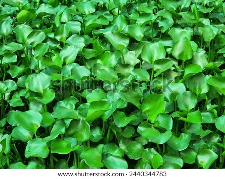 Water hyacinth that is placed in a fish pond.
