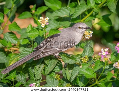 A Northern Mockingbird poses beautifully amidst some spring flowers in a south Texas garden.