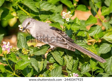 A Northern Mockingbird poses beautifully amidst some spring flowers in a south Texas garden.