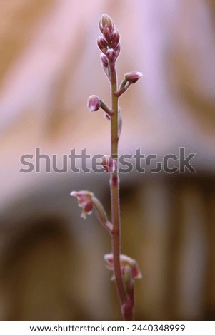 
peduncle of jewel orchid with buds Royalty-Free Stock Photo #2440348999