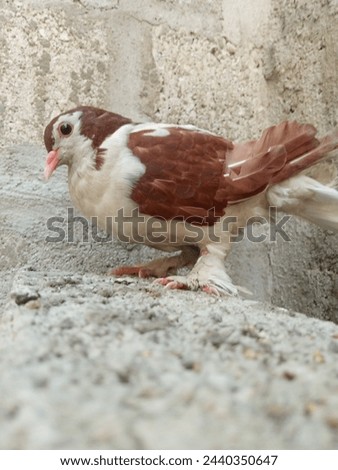 Beautiful Pigeon Bird picture very interesting and fantastic Picture 