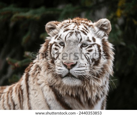 Portrait of white bengal tiger (Panthera tigris tigris) in a zoo of Plasy, Czech Republic Royalty-Free Stock Photo #2440353853