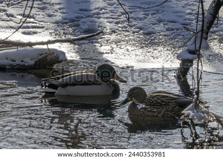 A pair of ducks on the bank of a half-frozen river. Royalty-Free Stock Photo #2440353981