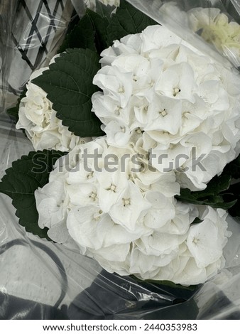 Beautiful white flowers image beauty of nature