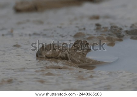 Closeup of Mudskipper walking fish on beach
