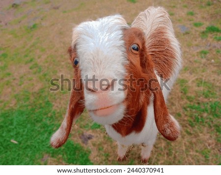 A got photo use for funy, comedy content creator Funy got pictures comedy goat  nature goat photo funy goat