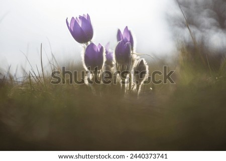 Beautiful purple spring flower in the meadow - Pulsatilla grandis. 