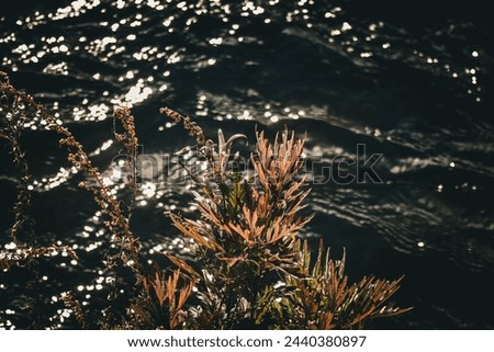 Film Camera Looking, Sea and Plant, aesthetic background