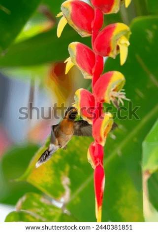 Little Hermit hummingbird, Phaethornis longuemareus,  feeding on an a tropical red Lobster Claw Heliconia flower in the rainforest.