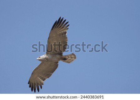 Short-toed Snake Eagle flying in the sky. Beautiful wall mounting picture of bird. wall canvas print. Seasonal greeting card background.