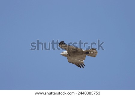Short-toed Snake Eagle flying in the sky. Beautiful wall mounting picture of bird. wall canvas print. Seasonal greeting card background.
