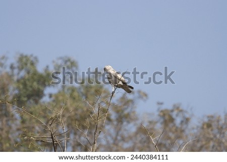 hort-toed Snake Eagle flying in the sky. Beautiful wall mounting picture of bird. wall canvas print. Seasonal greeting card background.