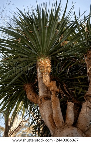 Freshly pruned, this standout palm in Marrakesh's medina lush gardens showcases vibrant yellow hues at each trim point.