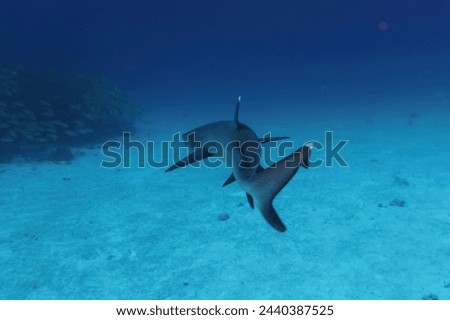 Whitetip reef shark (Triaenodon obesus) in the coral reef of Maldives island. Tropical and coral sea wildelife. Beautiful underwater world. Underwater photography.