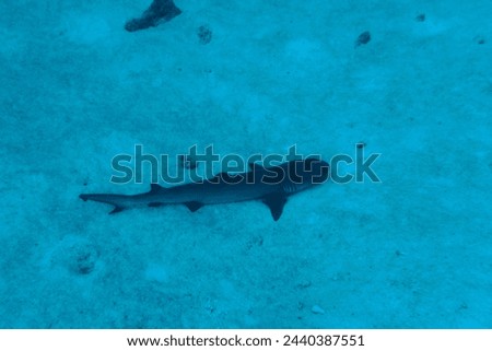 Whitetip reef shark (Triaenodon obesus) in the coral reef of Maldives island. Tropical and coral sea wildelife. Beautiful underwater world. Underwater photography.