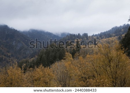 Autumn colors in trees outdoors