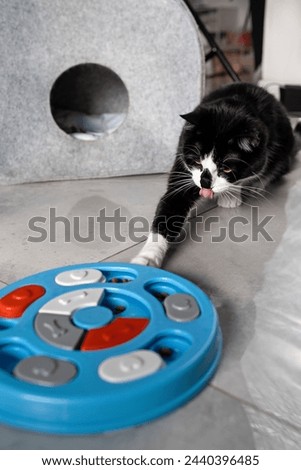 A black and white cat plays with an educational toy for animals